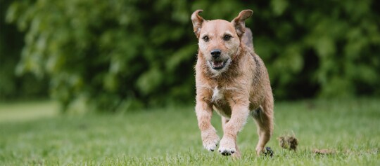 Patterdale Terrier läuft über eine Wiese