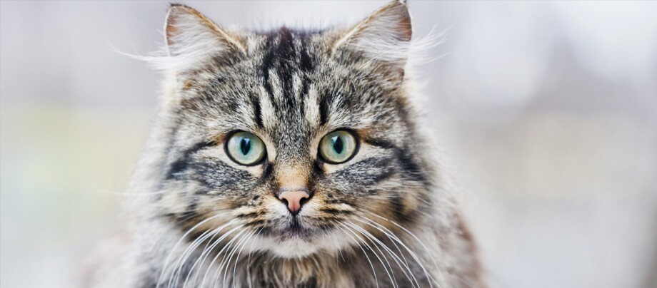 Portrait einer Deutschen Langhaarkatze