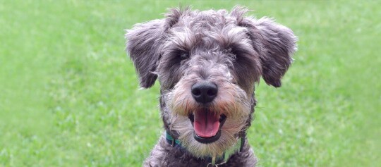 Portrait eines Schnoodles