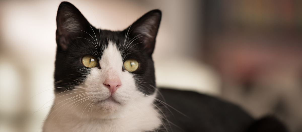 Portrait einer Tuxedo-Katze Portrait einer Tuxedo-Katze