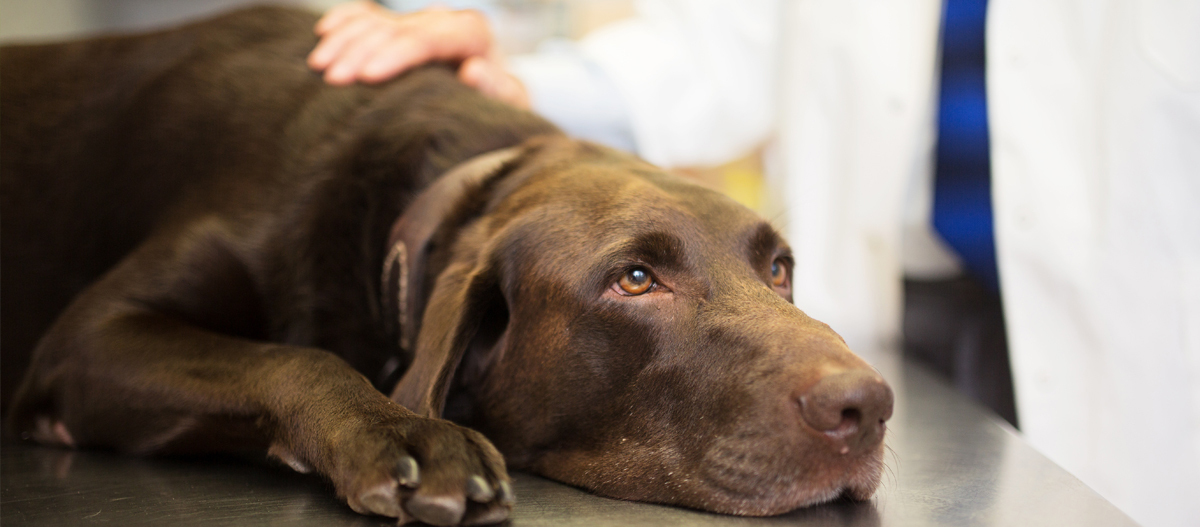 Ein Tierarzt streichelt beruhigend einen Hund Ein Tierarzt streichelt beruhigend einen Hund