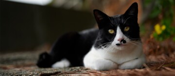 Eine Tuxedo-Katze liegt draußen auf dem Boden