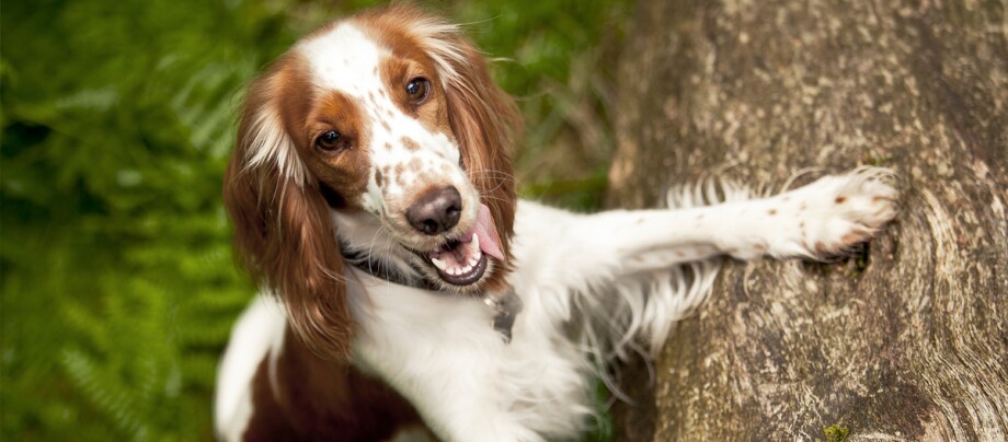 Welsh Springer Spaniel stützt sich auf einen Baumstamm Welsh Springer Spaniel stützt sich auf einen Baumstamm