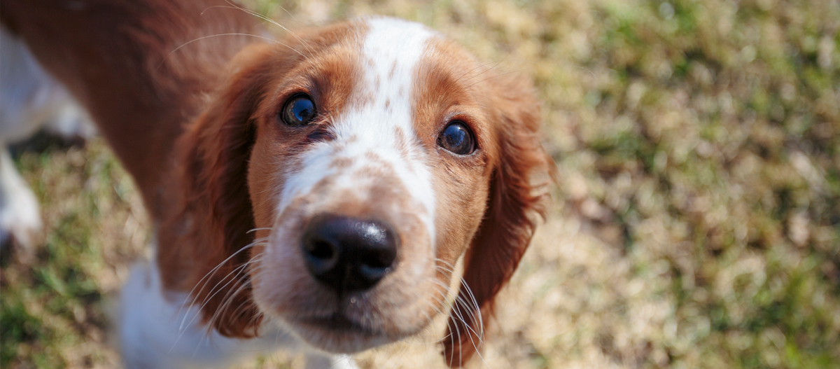 Welsh Springer Spaniel schaut auf Welsh Springer Spaniel schaut auf
