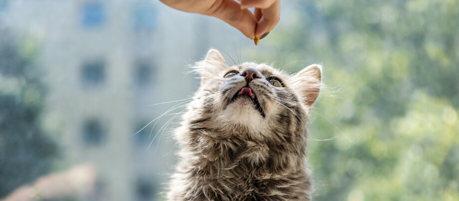 Katze bekommt Leckerlie Katze bekommt Leckerlie