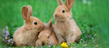 3 Zwergkaninchen auf der Wiese