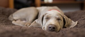 Weimaraner schläft auf einer Decke