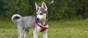 Ein junger Alaskan Klee Kai an der Leine steht auf einer Wiese