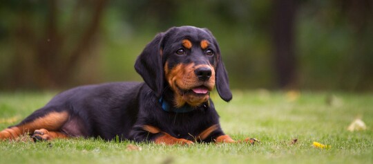 Alpenländische Dachsbracke liegt auf einer Wiese