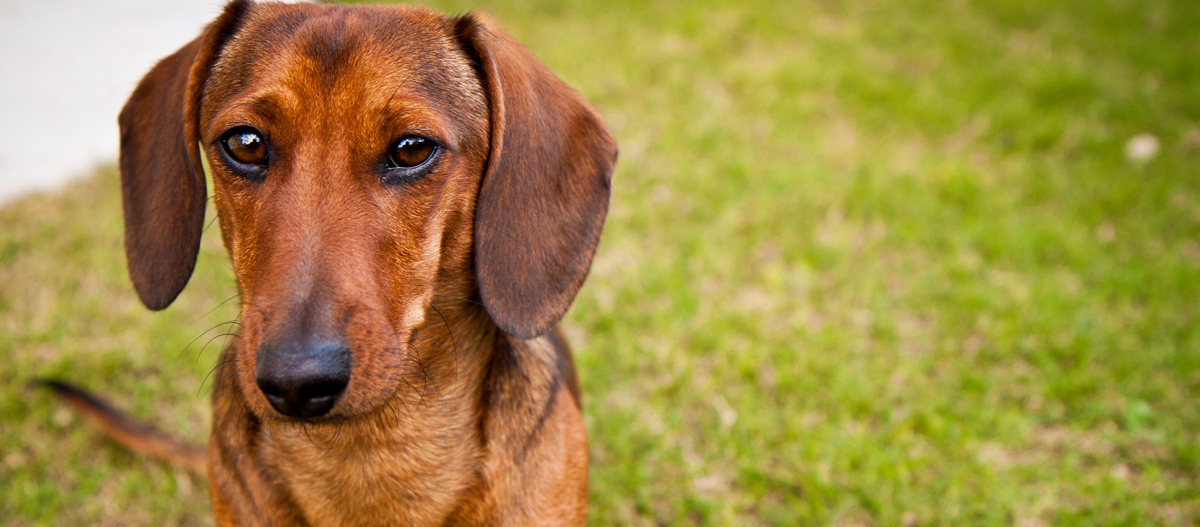 Alpenländische Dachsbracke sitzt auf dem Rasen