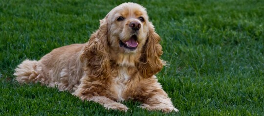 American Cocker Spaniel liegt auf einer Wiese