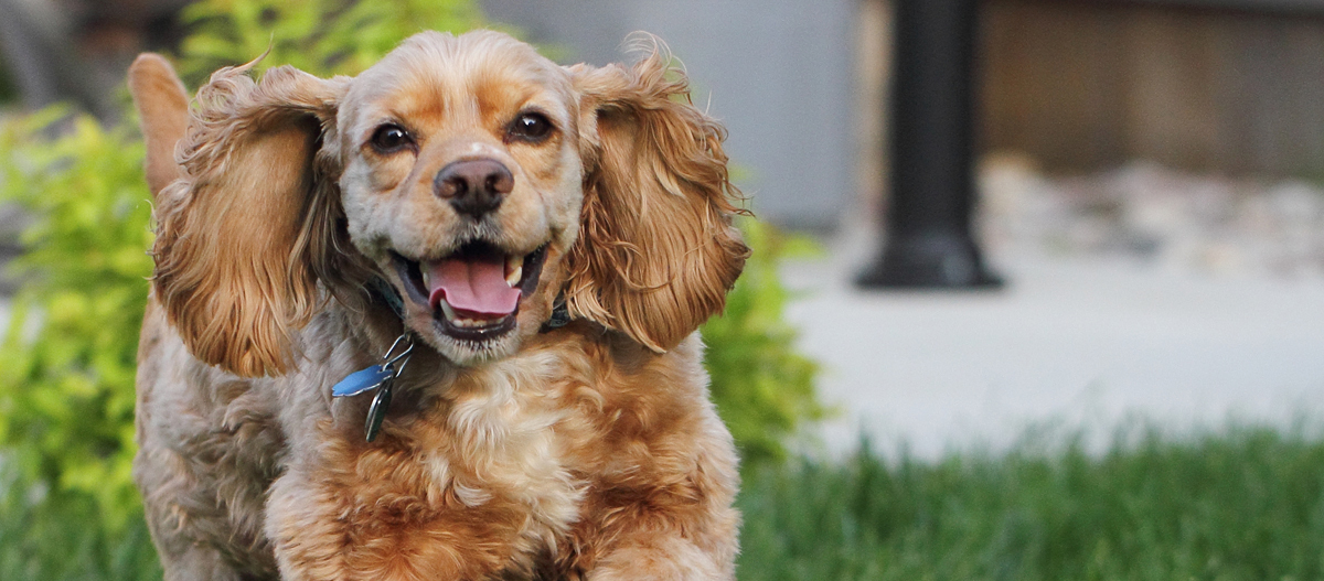 American Cocker Spaniel rennt mit fliegenden Ohren American Cocker Spaniel rennt mit fliegenden Ohren
