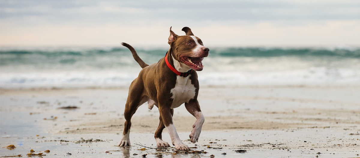 American Pitbull Terrier läuft am Strand American Pitbull Terrier läuft am Strand