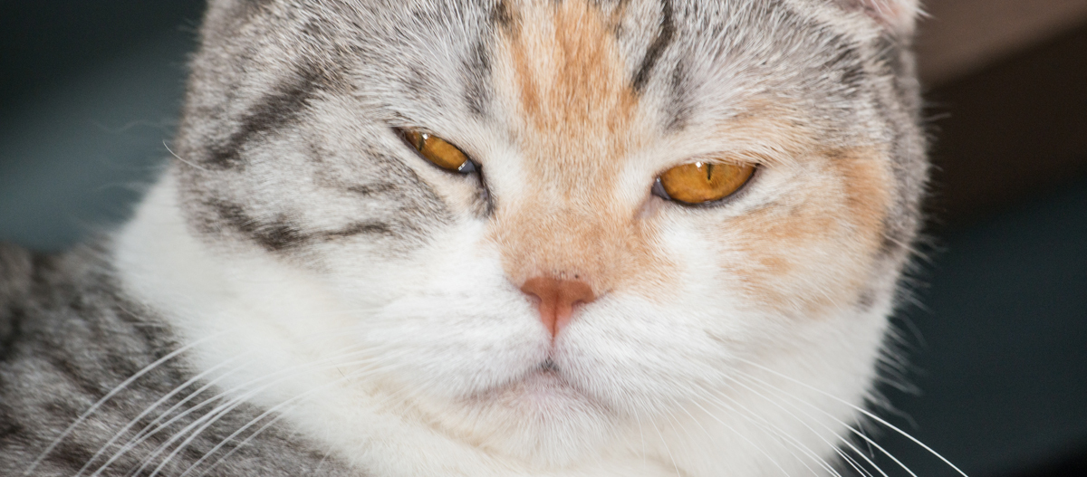 Nahaufnahme des Gesichts einer American Wirehair Katze Nahaufnahme des Gesichts einer American Wirehair Katze