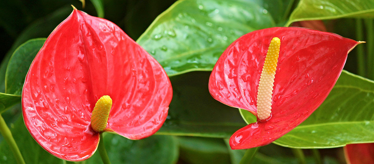 Anthurien im Regenwaldterrarium Anthurien im Regenwaldterrarium