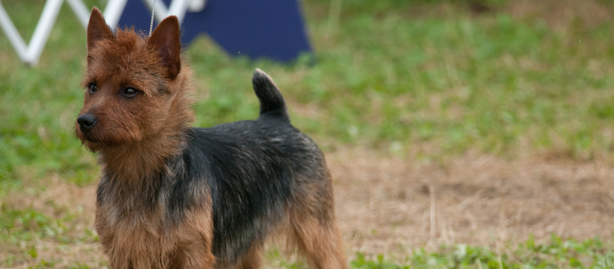 Australian Terrier blickt in die Ferne Australian Terrier blickt in die Ferne