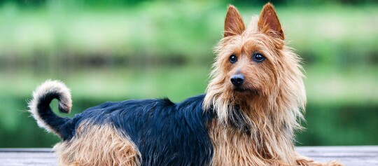 Australian Terrier liegt auf dem Boden