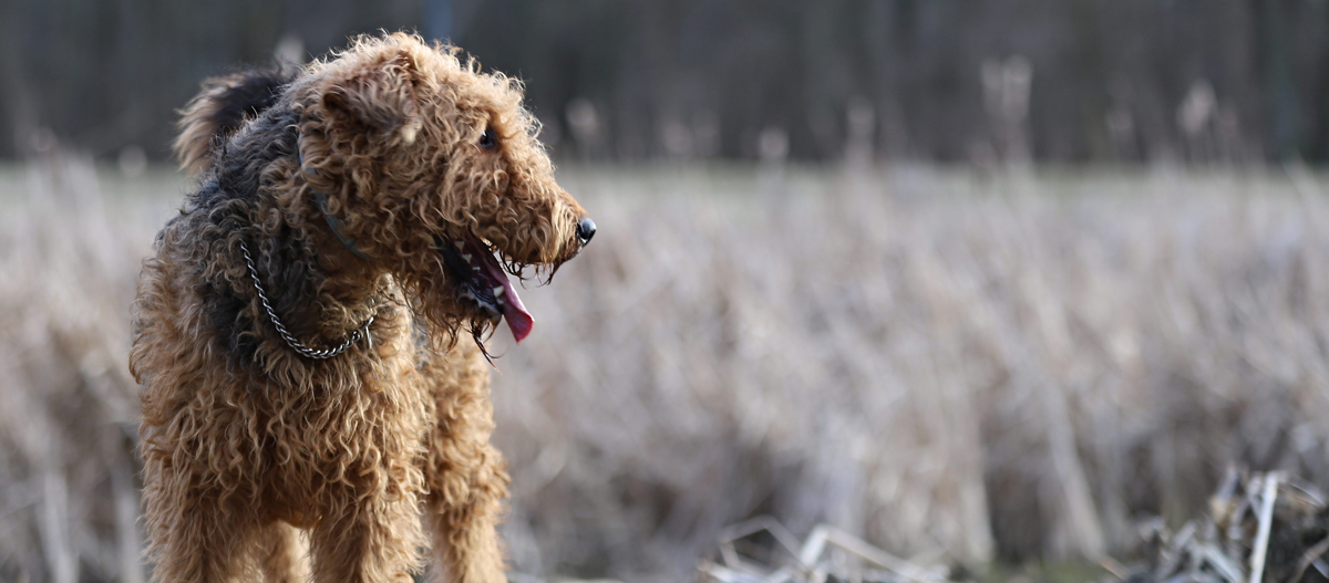 Barbet steht auf einem Feld und blickt zurĂŒck Barbet steht auf einem Feld und blickt zurĂŒck