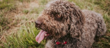 Nahaufnahme eines Barbet mit heraushängender Zunge