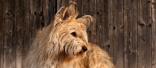 Berger de Picardie vor Holzwand