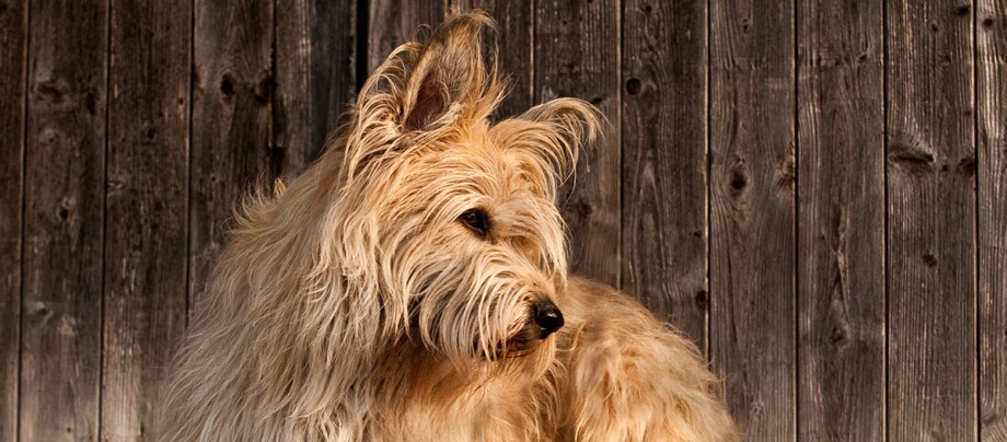 Berger de Picardie vor Holzwand Berger de Picardie vor Holzwand