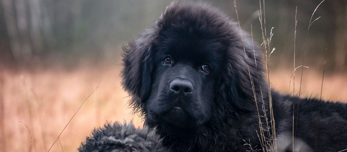 Portrait eines Bouvier des Flandres im Feld Portrait eines Bouvier des Flandres im Feld