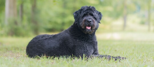 Bouvier des Flandres liegt und einem Baum und schaut herüber