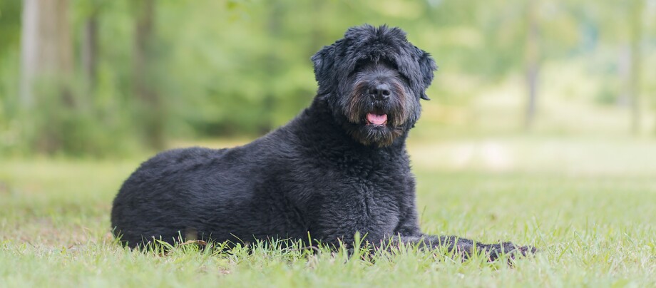 Bouvier des Flandres liegt und einem Baum und schaut herĂŒber Bouvier des Flandres liegt und einem Baum und schaut herĂŒber