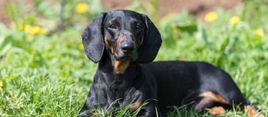 Brandlbracke liegt auf einer Wiese