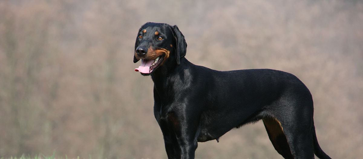 Brandlbracke steht auf einem Feld Brandlbracke steht auf einem Feld