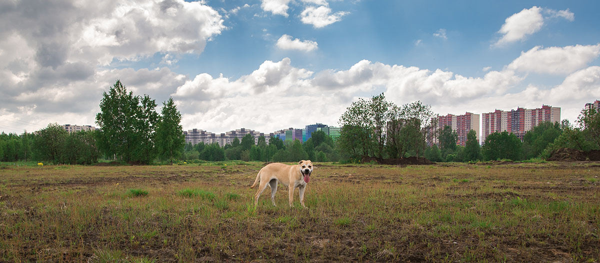 Ca de Bou steht auf Feld und schaut herüber Ca de Bou steht auf Feld und schaut herüber