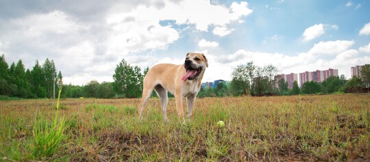 Ca de Bou steht mit herausgestreckter Zunge auf einem Feld