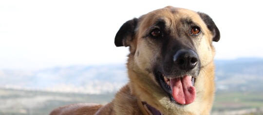 Portraitaufnahme eines Chinook