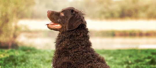 Curly Coated Retriever schaut nach oben