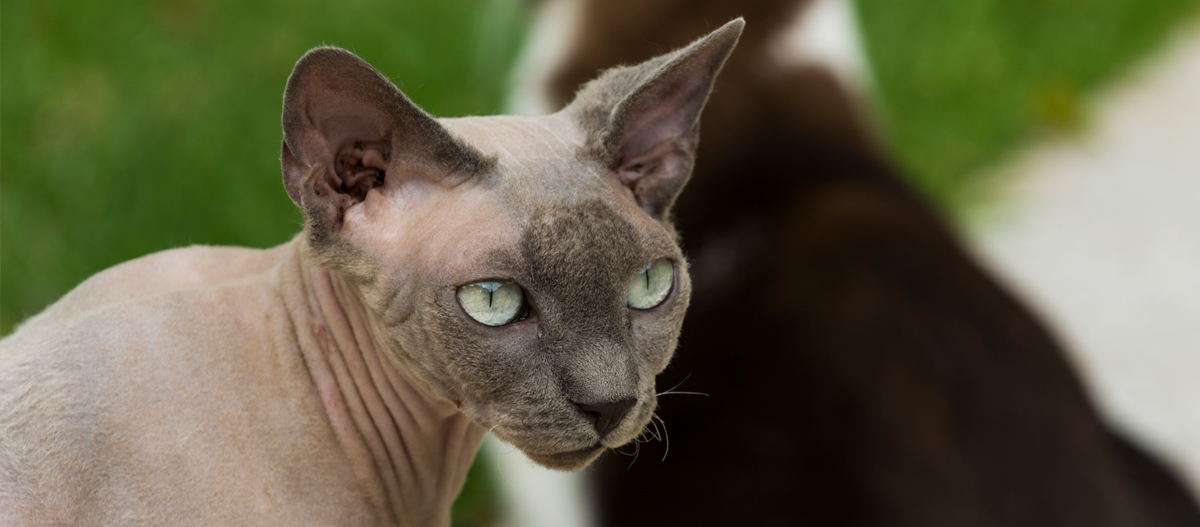 Don Sphynx blickt zur Seite Don Sphynx blickt zur Seite