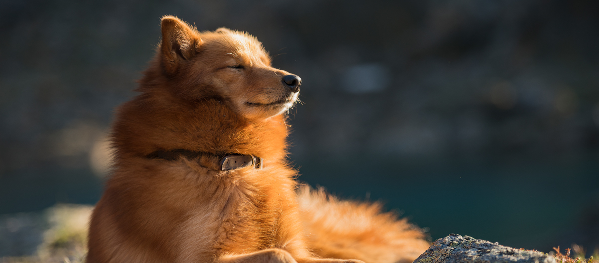 Finnischer Spitz sonnt sich