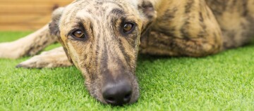Galgo Español liegt auf einer Grasmatte