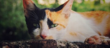 GlĂŒckskatze liegt seitlich im GrĂŒnen