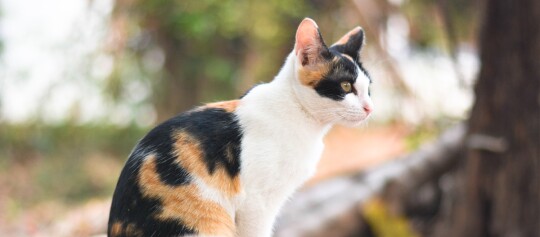 Profilansicht einer sitzenden Glückskatze