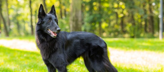 Groenendael steht im Park