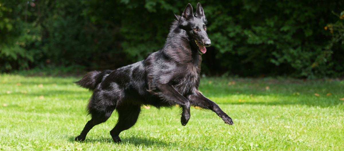 Schwarzer Groenendael springt ĂŒber Rasen Schwarzer Groenendael springt ĂŒber Rasen