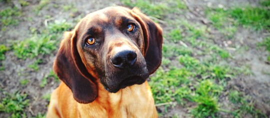 Hannoverscher Schweißhund schaut nach oben