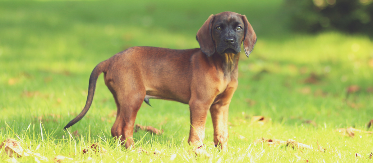 Hannoverscher Schweißhund Welpe steht auf dem Rasen Hannoverscher Schweißhund Welpe steht auf dem Rasen