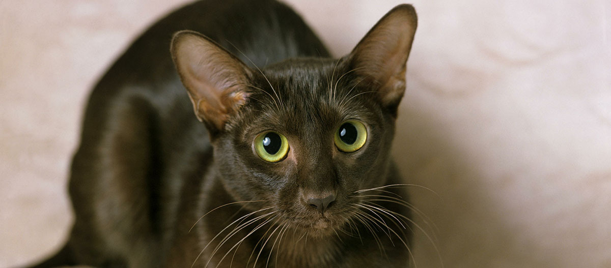 Havana Katze schaut auf Havana Katze schaut auf