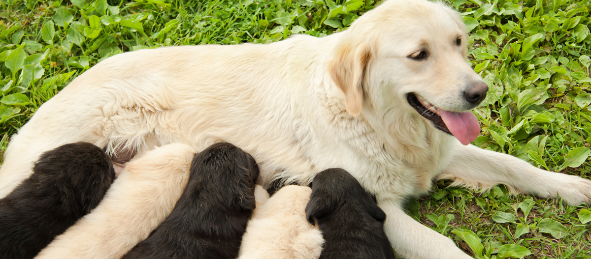 Eine Hündin säugt ihre Welpen Eine Hündin säugt ihre Welpen