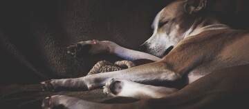 Hund liegt schlafend auf einer Decke