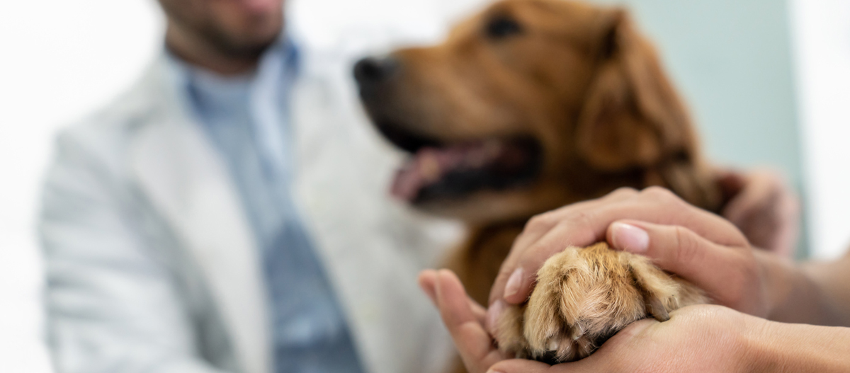 Hund zeigt Pfote beim Tierarzt Hund zeigt Pfote beim Tierarzt