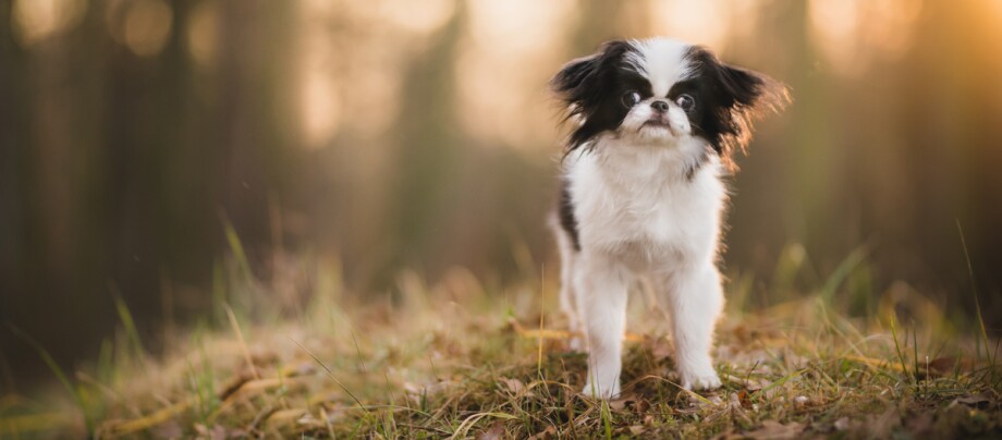 Japan Chin steht auf einem begrasten Hügel Japan Chin steht auf einem begrasten Hügel