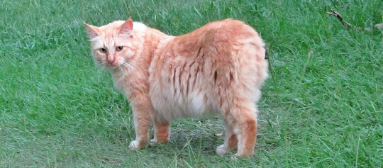 Eine Japanese Bobtail steht auf einer Wiese und schaut sich um