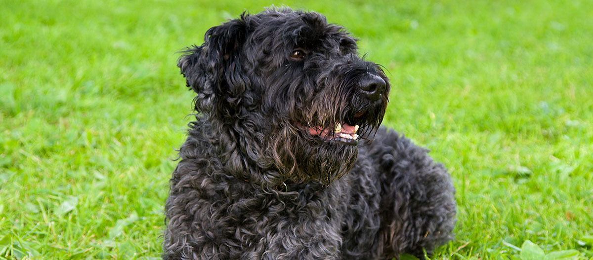 Kerry Blue Terrier liegt auf einer Wiese und schaut nach rechts Kerry Blue Terrier liegt auf einer Wiese und schaut nach rechts